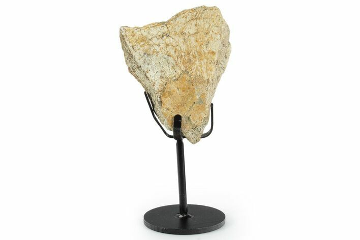 Dinosaur (Triceratops) Frill Shield Section w/ Stand - South Dakota #350633